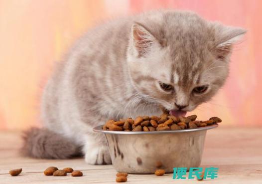 猫咪吃什么食物（适合猫咪食用的食物类型）