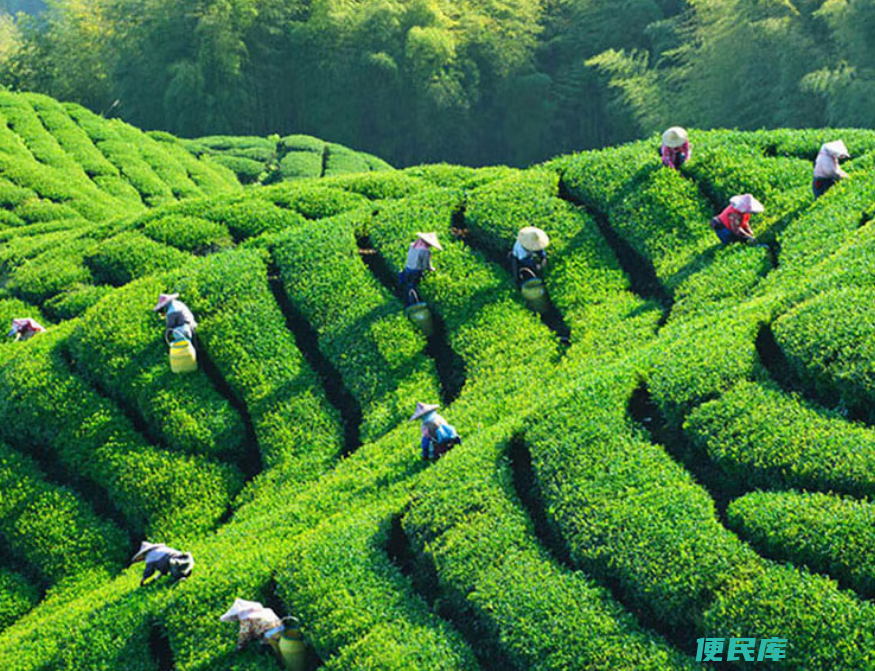茉莉花茶是什么茶（你知道哪个地方的茉莉花茶好喝吗）