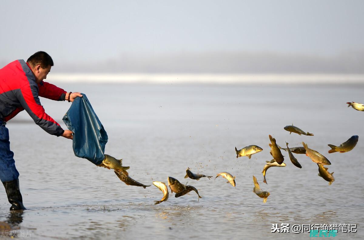 鱼是胎生还是卵生（你知道鱼是怎样繁殖下一代的吗）