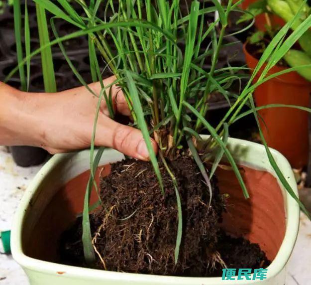 蚊子最怕的植物是什么（5种快速驱赶蚊子的神奇植物）