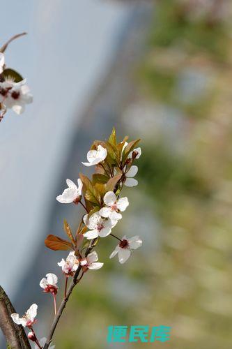 三月的季节特点（解析三月的气候和特点）