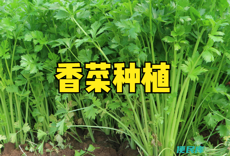 <font color='#ff7200'>香菜</font>什么时候种植最好（<font color='#ff7200'>香菜</font>什么时间种植应该如何种）