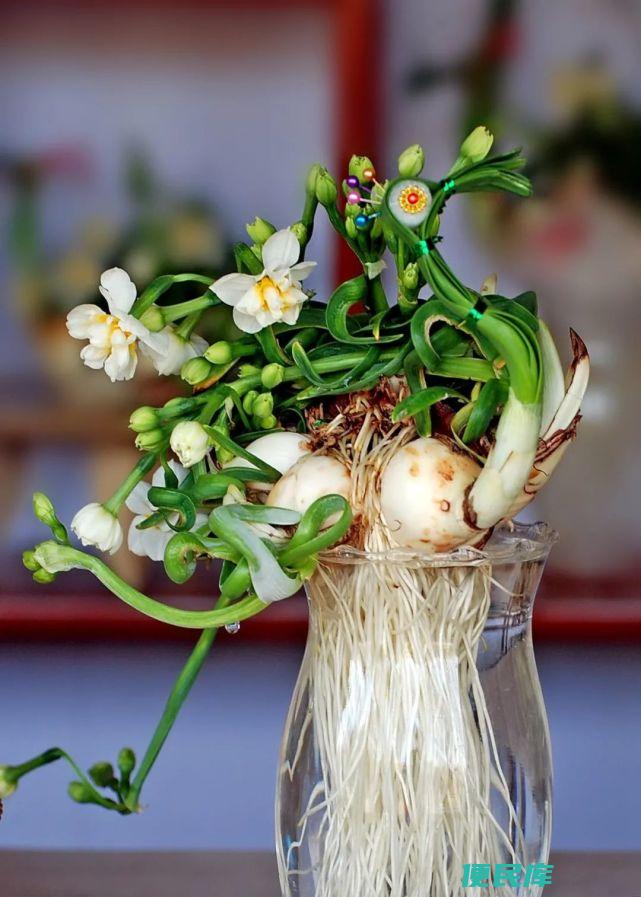 花的分类及特点（介绍花的分类和每类花的特点）
