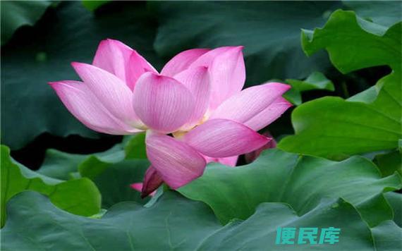 莲花的寓意与象征（解析莲花的寓意和象征意义）