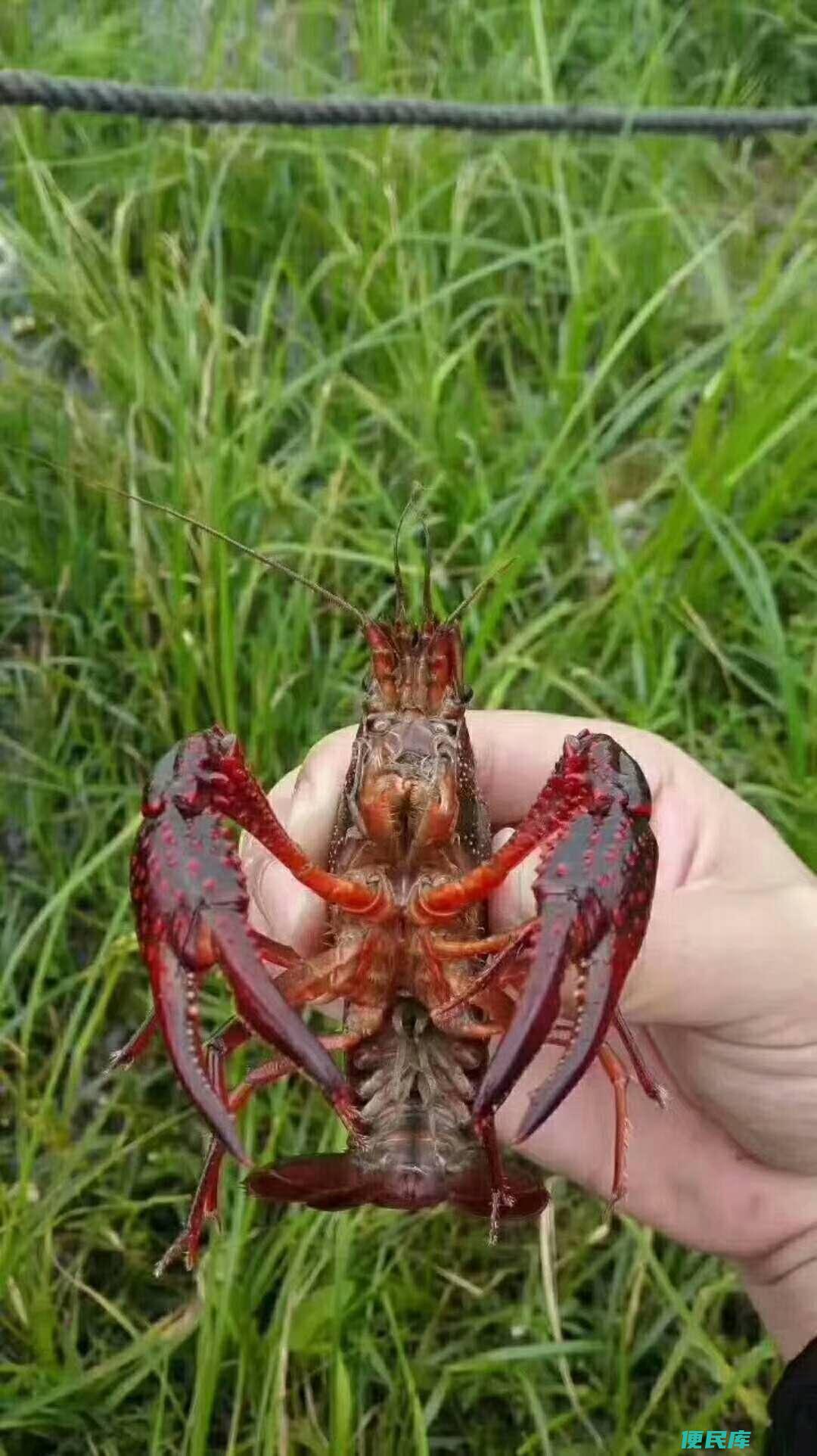 龙虾养殖一亩利润（养殖龙虾一亩的利润是多少）