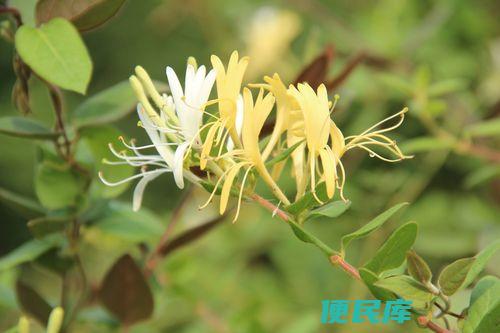 金银花的功效和作用（探索金银花在中医药中的价值和应用）