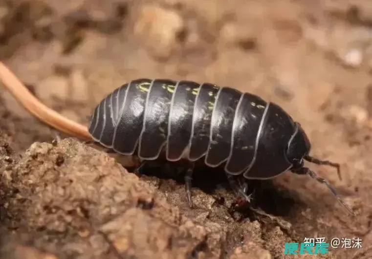 西瓜虫是昆虫吗（西瓜虫的形态特征以及生活习性介绍）