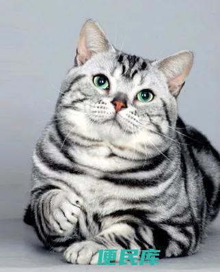 虎斑猫和美短的区别（虎斑猫和美短在哪些方面有差别）