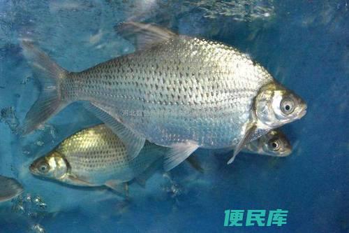 鳊鱼钓鱼的最佳饵料选择（鳊鱼最有吸引力的饵料）