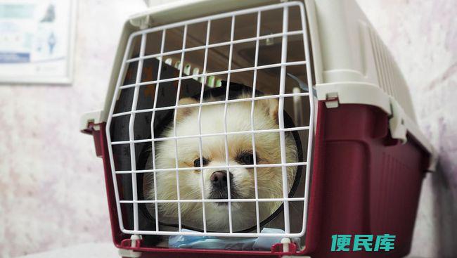 高铁能否携带宠物乘坐（高铁携带宠物的规定及操作流程）