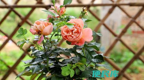 月季花养殖方法与注意事项（如何养殖月季花并注意什么事项）