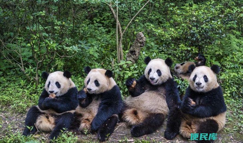 成都有啥好玩的景点（来成都旅游不能错过的8个地方）