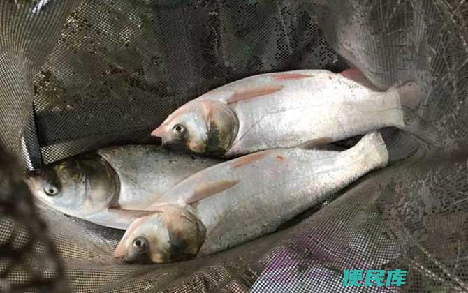 钓<font color='#ff7200'>白鲢</font>鱼的最佳饵料（哪种饵料是钓<font color='#ff7200'>白鲢</font>鱼最好的选择）