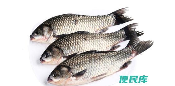 鲫鱼吃什么东西才能养活（鲫鱼的适宜饲料）
