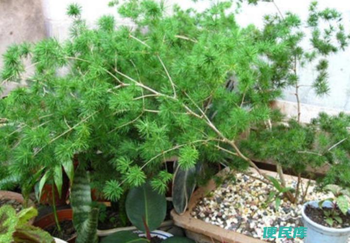 蓬莱松风水三不要（蓬莱松摆放风水三禁忌）