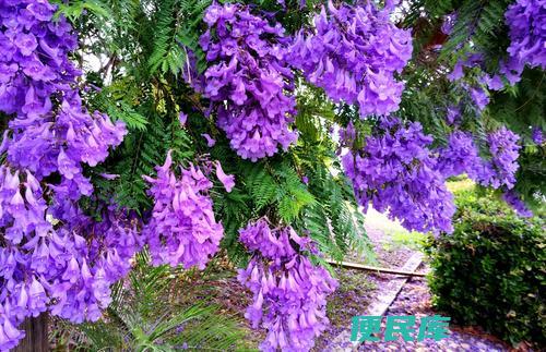 蓝花楹开花季节（蓝花楹树的开放季节）