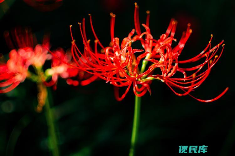 彼岸花是否真的有招鬼效应（探究彼岸花是否真的具有招鬼效应）