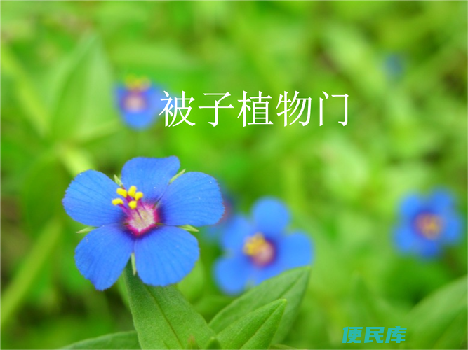 被子植物的特点和分类（解析被子植物的特征和分类系统）