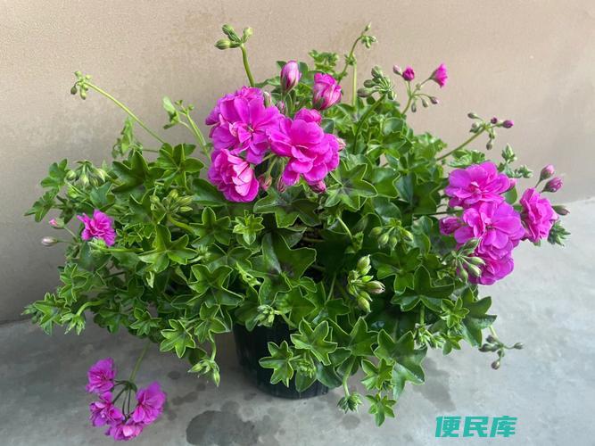 天竺葵怎么养（种植天竺葵的技巧）