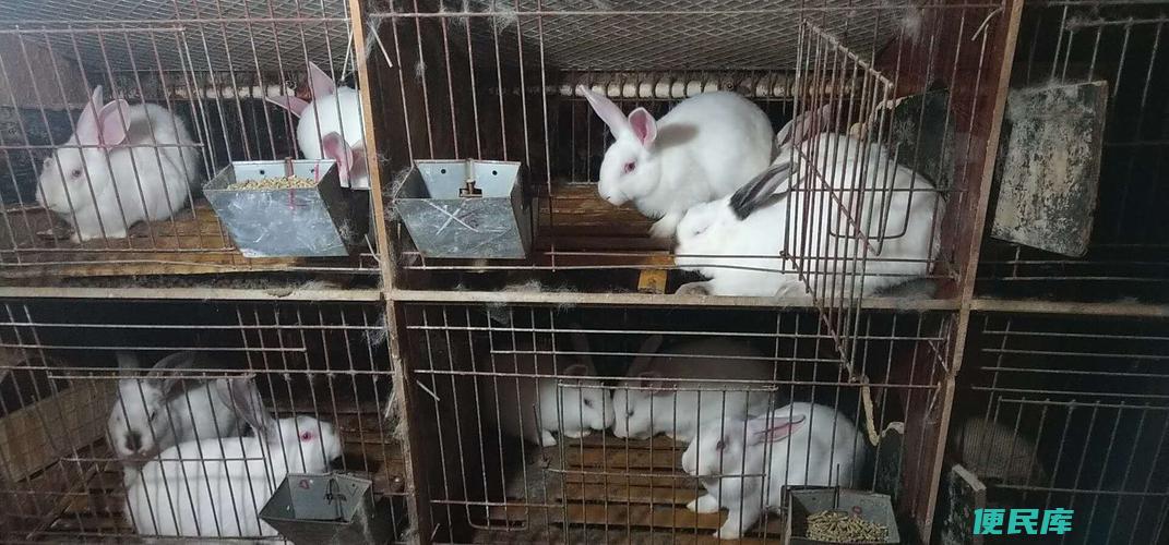 养殖兔子的销路（探讨养殖兔子的销售策略与渠道）