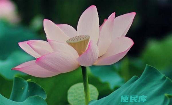 荷花的特点特征（描述荷花的独特特点和特性）