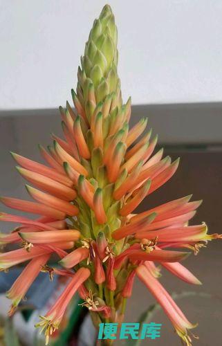 芦荟开花意味着什么（解读芦荟开花所代表的意义）