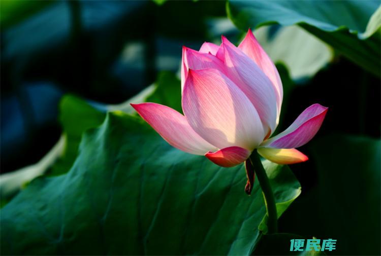 荷花和莲花的区别是什么（荷花和莲花是一样的植物吗）