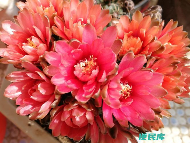绯花玉怎么繁殖小球