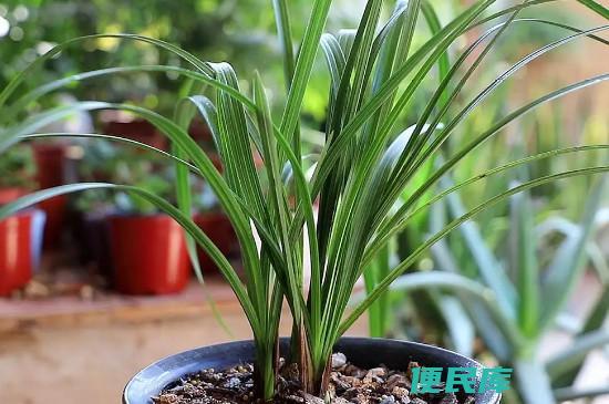 兰花种植与养护技巧（兰花的种植和养护方法）