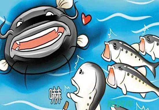 鲶鱼效应什么意思（解析鲶鱼效应）