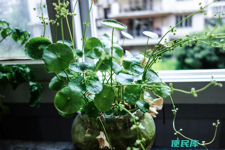 铜钱草是否适合阳光（探讨铜钱草对阳光的耐受能力）