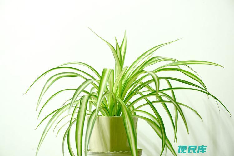 吊兰的花语与象征（揭示吊兰的寓意与象征）