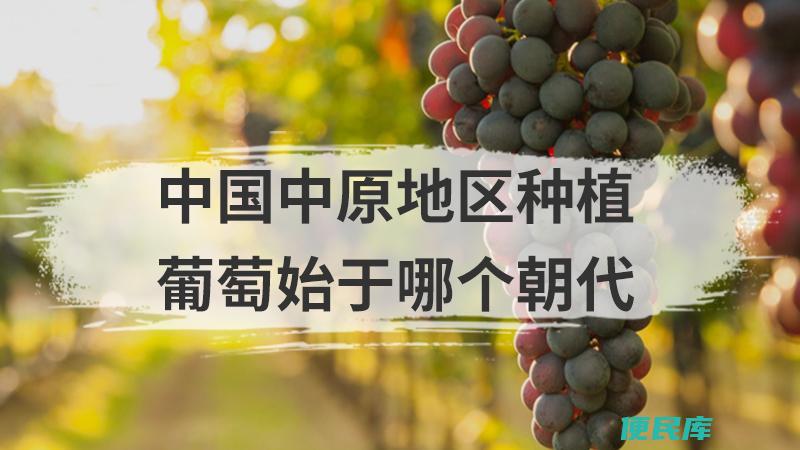 中原地区葡萄种植始于哪个朝代（阐述中原地区葡萄种植的历史起源）