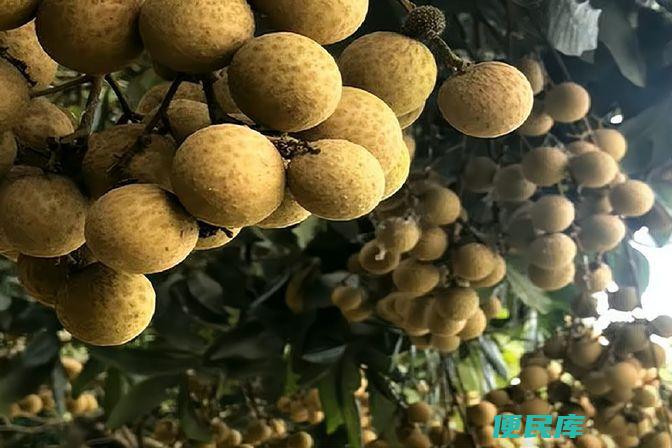 龙眼与荔枝的区别（探究龙眼和荔枝的外观与口感差异）