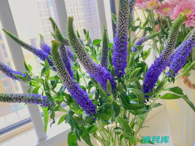 鼠尾草花语