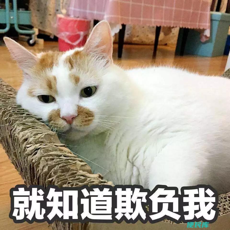 养两只猫和一只猫的区别（关于家里养几只猫的利弊）