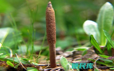 虫草怎么形成的（浅谈冬虫夏草的药用价值及使用历史）