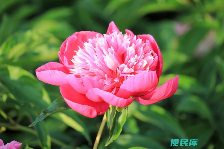 芍药花的开放时间 (<font color='#ff7200'>(介绍芍药花的开花季节和时段)</font>)