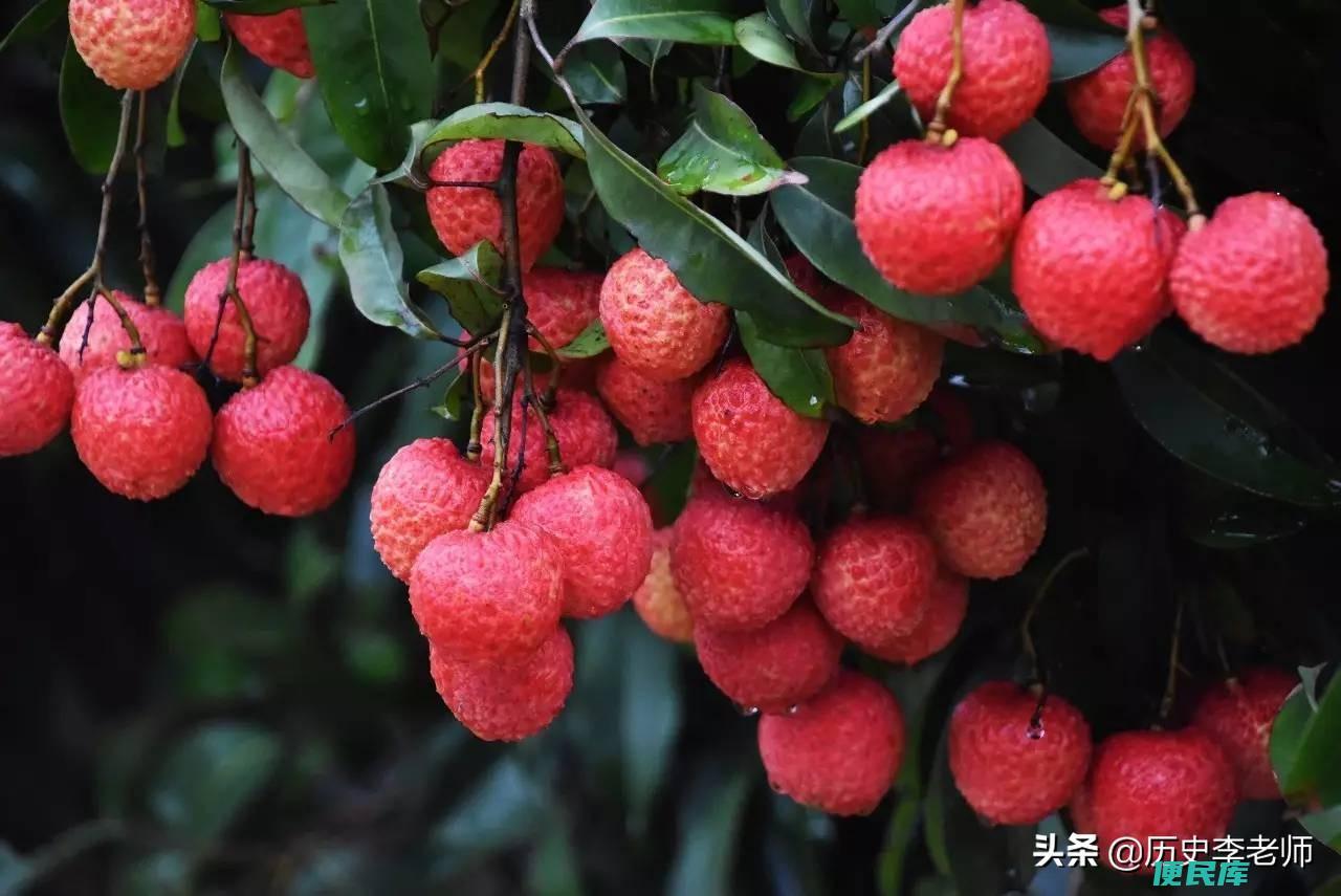 杨贵妃吃荔枝的典故（杨贵妃吃荔枝为什么受到千古非议）