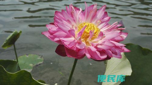 莲花寓意象征解读（深入分析莲花所代表的意义与象征）
