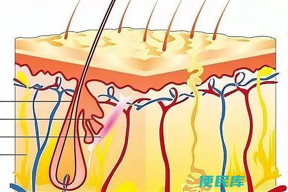 脸油是什么原因导致的（脸部油脂分泌过多的原因以及调理方法）
