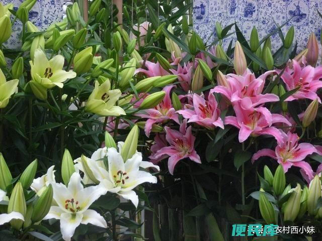 香水百合怎么养（盆栽香水百合的养护方法和注意事项）