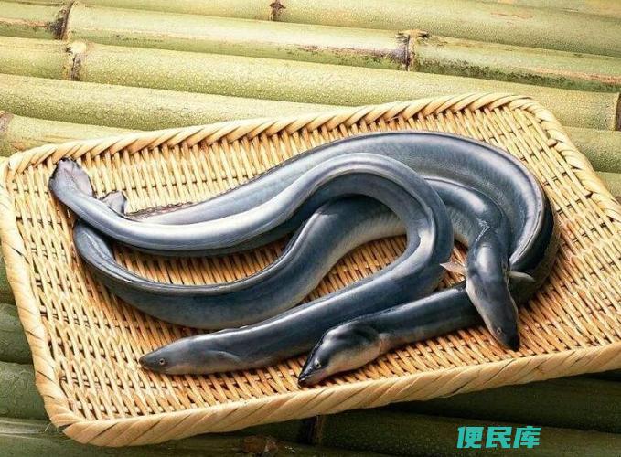 鳗鱼和鳝鱼的区别（对比鳗鱼与鳝鱼的特点）
