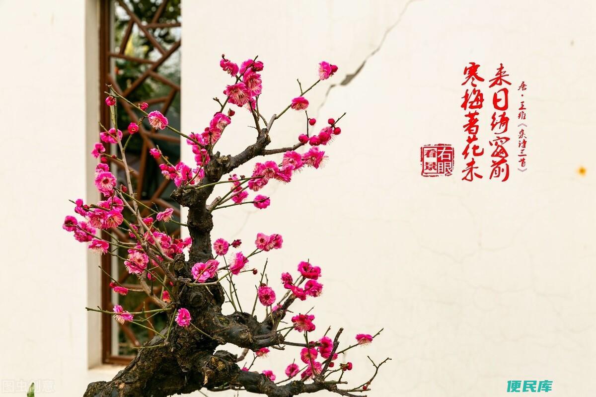 梅花花瓣数量解析（梅花为什么又叫做五福花呢）