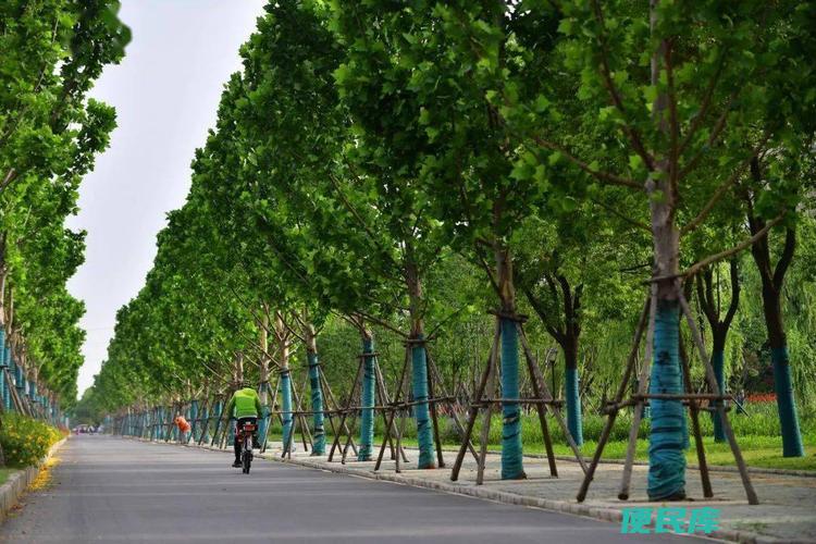 行道树的适宜间距是多少（探讨行道树种植时合理的间距要求）