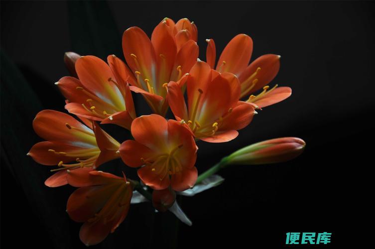 君子兰养殖方法（君子兰的种植技巧和养护要点）