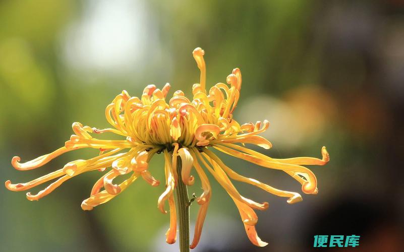 菊花是什么生肖（菊花代表哪个属相）