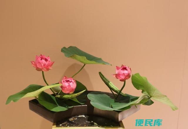 佛前供花究竟需要几支（解答佛前供花需要的花束数量）