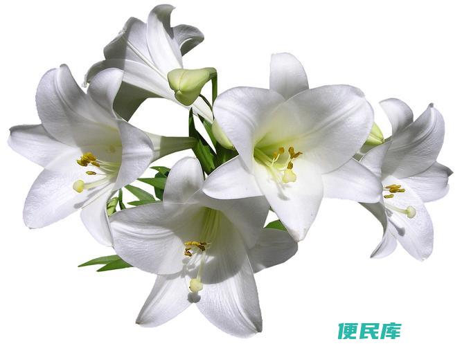 白百合花寓意解析（揭秘白百合花的象征与寓意）