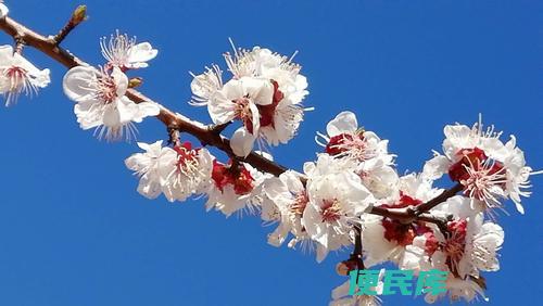 杏花寓意象征解读（解读杏花的寓意和象征）